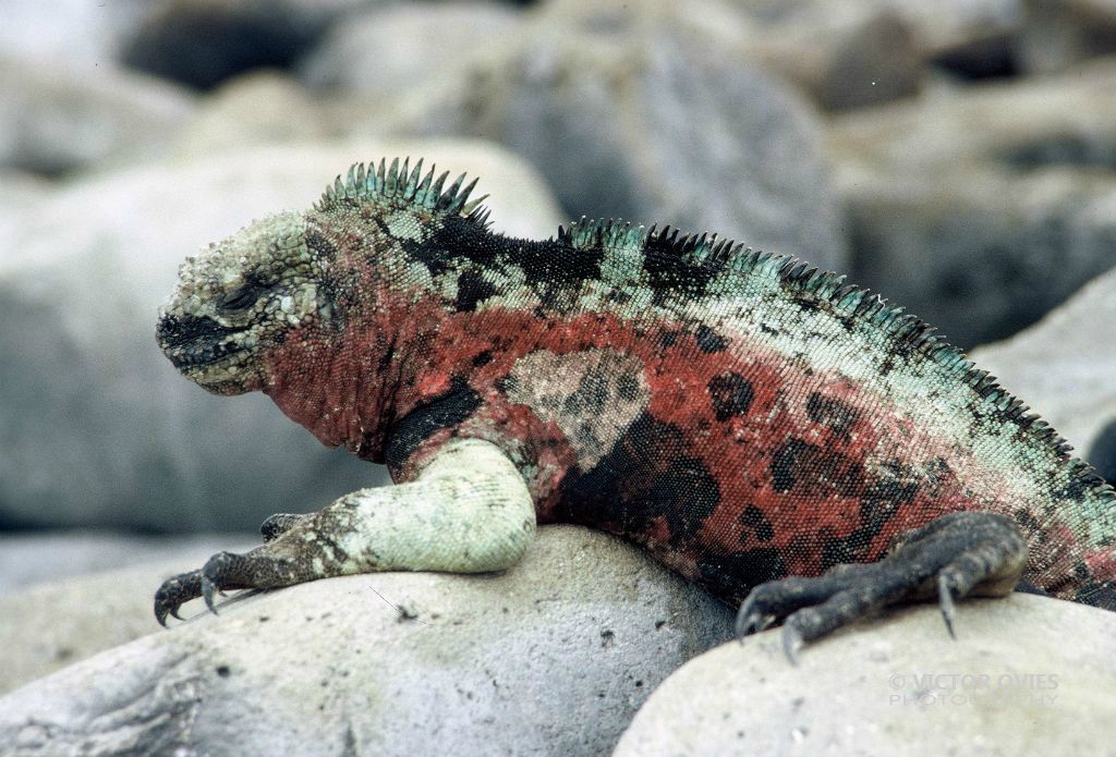 Iguana marina